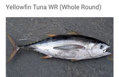 Tuna Grade AAA++ Packaging - Image 3