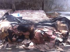 Wet & Salted  Donkey  and  Cow hides - Image 1