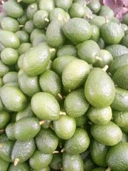 Fresh Organic Avocados – product photo 2, product detail gallery