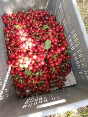 Premium A-Grade Cherries for Export Grade A Color Deep Flavor Rich Texture Plump Juiciness Juicy Quality Standard A-grade - Image 1