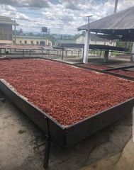 Cocoa Beans – product photo 2, product detail gallery