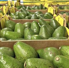 Fresh Organic Avocados – product photo 1, product detail gallery
