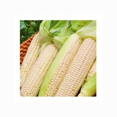 WHITE MAIZE / CORN WHITE MAIZE/CORN` Packaging Bulk Grade High Quality Brand Name DCR Harvest - Image 3
