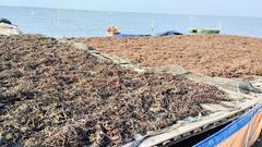 Eucheuma Cottonii Seaweed – product photo 1, product detail gallery