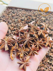 Star Anise - Image 2