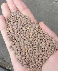 Lentils Origin Canada Purity Min. 99% Foreign Matter Max. 0.5% Moisture Content Max. 12–14% Processing Type Conventional And - Image 3