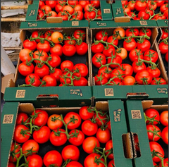 tomato Supplier Application - Climbo Cluster Tomato (GlobalGAP, BRC IFS, Good Agriculture, GRASP Certified) - Image 2
