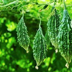 Indian Fresh Vegetables - Image 7