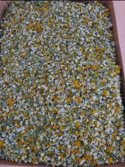 Chamomile  – product photo 1, product detail gallery