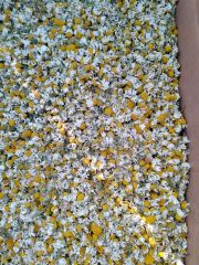 Chamomile  – product photo 2, product detail gallery