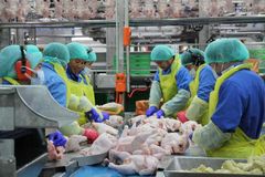 Frozen whole chicken - Image 1