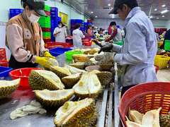High-Quality Frozen Whole Durian Fruit From Vietnam With Competitive Price - Image 6