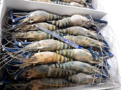 Top sales scampi frozen shrimp wholesale from vietnam - Image 4
