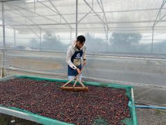 Raw Robusta Coffee Beans Premium Quality Screen 13/14 Natural Process 97% Maturity Vietnamese Single Origin Coffee Products – product photo 2, product detail gallery
