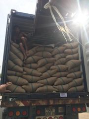 ROBUSTA COFFEE BEANS SCR#13, VIETNAM ORIGIN, GOOD QUALITY, REASONABLE PRICE, CROP 2023-2024 – product photo 4, product detail gallery