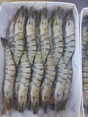 High Quality Frozen Black Tiger Shrimp Variety In Bulk For Importer - Image 3