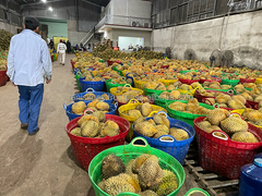 High-Quality Frozen Whole Durian Fruit From Vietnam With Competitive Price - Image 5