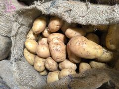 Ooty Potato Origin Ooty Grade Export Flavor Mouth-watering Texture Delightful Crunch Visual Appearance Vibrant Colors Sourcing Method Direct From Fertile Lands - Image 2