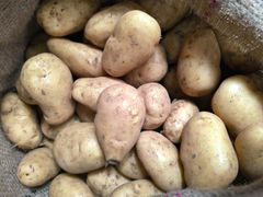 Ooty Potato Origin Ooty Grade Export Flavor Mouth-watering Texture Delightful Crunch Visual Appearance Vibrant Colors Sourcing Method Direct From Fertile Lands - Image 3