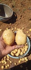 Ooty Potato Origin Ooty Grade Export Flavor Mouth-watering Texture Delightful Crunch Visual Appearance Vibrant Colors Sourcing Method Direct From Fertile Lands - Image 4