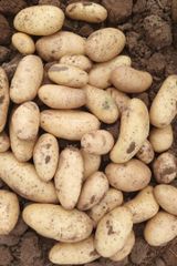 Fresh Potatoes Texture Superior Taste, Texture Packaging Export Standard Packaging Variety L.R ,SANTANA ,FRYSONA ,LAVKAR - Image 5