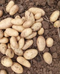Fresh Potatoes Texture Superior Taste, Texture Packaging Export Standard Packaging Variety L.R ,SANTANA ,FRYSONA ,LAVKAR - Image 6