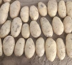 Fresh Potatoes Texture Superior Taste, Texture Packaging Export Standard Packaging Variety L.R ,SANTANA ,FRYSONA ,LAVKAR - Image 4
