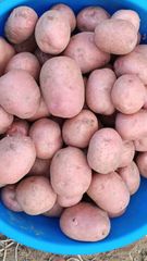 Fresh Potatoes Texture Superior Taste, Texture Packaging Export Standard Packaging Variety L.R ,SANTANA ,FRYSONA ,LAVKAR - Image 1