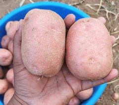 Fresh Potatoes Texture Superior Taste, Texture Packaging Export Standard Packaging Variety L.R ,SANTANA ,FRYSONA ,LAVKAR - Image 3