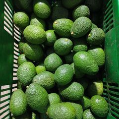 Fresh Avocado – product photo 1, product detail gallery