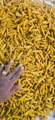 Turmeric finger  – product photo 5, product detail gallery