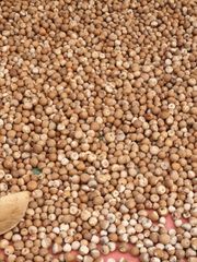 Betel nut Texture Natural Purity Sourcing Sustainable Farms Flavor Distinct Aroma, Deep Flavor Intended Use Traditional Use, Medicinal Applications, Daily Chewing - Image 1