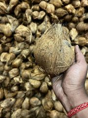 Semi-husked Coconut – product photo 1, product detail gallery