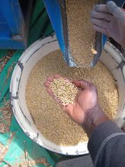 Soybean Purity 98–99% Foreign Matter ≤ 1% Moisture Content ≤ 13% Packaging 50kg Woven Pp Bags Application Oil Extraction, Food-grade Processing, Animal - Image 1