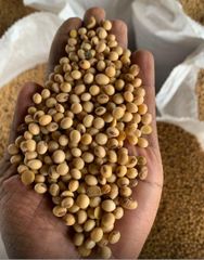 Non GMO Soybean  - Image 1