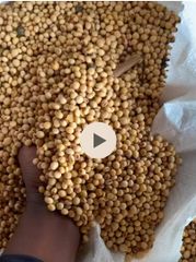 Non GMO Soybean  - Image 3