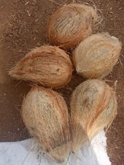 Semi Husked Coconut  – product photo 1, product detail gallery