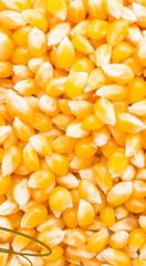 YELLOW/ WHITE CORN NON GMO - Image 1