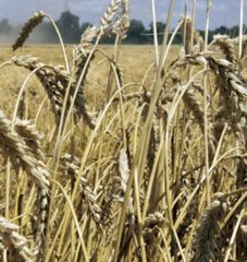 WHEAT Grain  – product photo 2, product detail gallery