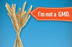 WHEAT Grain  – product photo 1, product detail gallery