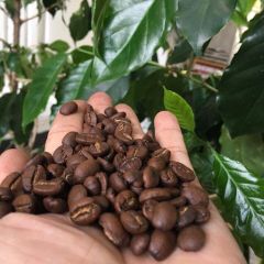 High quality DHPONE medium roasted coffee beans with 60% Arabica + 40% Robusta packing 500gram made in Dak Lak Vietnam – product photo 4, product detail gallery