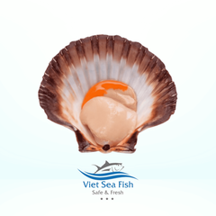 Scallops Shell - Image 2