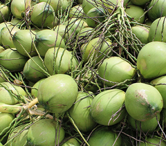 High Quality Tropical Fruit Coconut Diamond Shape Good Price - Image 3