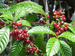 High Quality Vietnamese Freshly Roasted Brown Arabica Coffee Beans Made In Vietnam Export Standard - Image 4