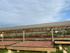 Dried Cocoa Beans for sale  Drying Process Sun Max. Moisture (%) ≤ - Image 2