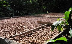 Macadamia Nuts for sale - Image 2