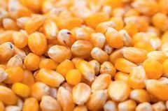 Yellow Maize/Corn  Place of Origin - Image 1