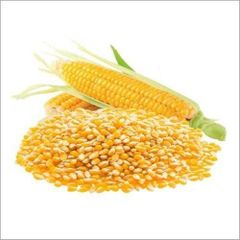 Yellow Maize/Corn  Place of Origin - Image 2