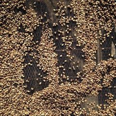 Green Robusta Coffee Beans Semi Washed Processing S16/18 Green Robusta Coffee with 24 months shelf life from Vietnam – product photo 1, product detail gallery