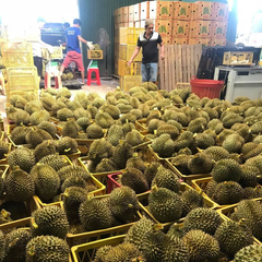 FRESH DURIAN RI6 MONTHONG EXPORT WHOLESALE FROM VIETNAM HIGH QUALITY SUPPLIER FOR US, EU MARKET – product photo 6, product detail gallery
